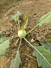 Close up shot of kohlrabi growing on field.