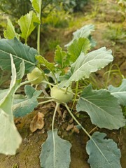 Close up shot of kohlrabi growing on field.