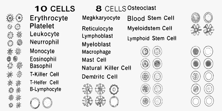 Visual depiction of various blood cells and their corresponding representations