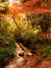 京都・下鴨神社の糺の森の紅葉