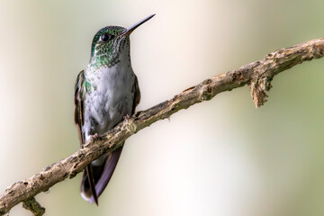 Forest hummingbird White-bellied Mountain-gem (Lampornis hemileucus) with purple throat, the female in the photo is not as colorful as the male. Costa Rica, on the edge of the rainforest