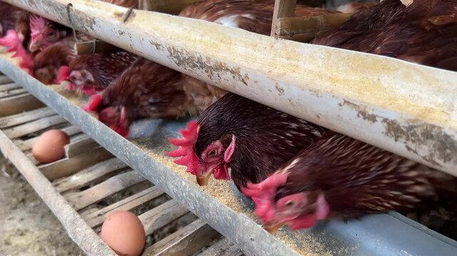 raditional chicken farm with egg-laying hens in a rural environment. Laying hens, a breed of chicken focused on producing high-quality eggs.
