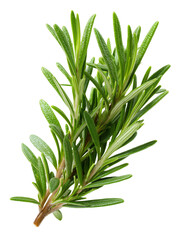 Obraz premium Cut out photo of a sprig of rosemary. Green fresh rosemary isolated on transparent background, aromatic spice.