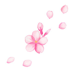 水彩 桜の花と蕾・散る花びら / Watercolor Cherry Blossom with Buds and Falling Petals