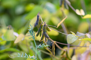 Soybean pod assessment, Technician recording details of soybean pods in late season light, Harvest sample collection and notetaking of soybean pods during late season processes