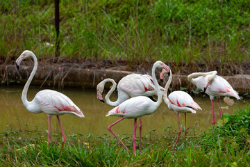 A beautiful exotic pink flamingo with vibrant red feathers and a long neck stands gracefully in the tropical lake water as part of the wild fauna and nature