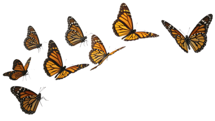 A graceful flight of monarch butterflies against a stark dark and contrasting black background