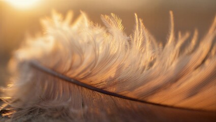 A delicate, soft feather bathed in the warm, golden glow of the setting sun, beautifully highlighting its intricate textures and ethereal beauty, symbolizing lightness and natural serenity