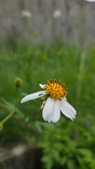 Obraz premium Stunning macro of a Bidens pilosa flower with a tiny ant