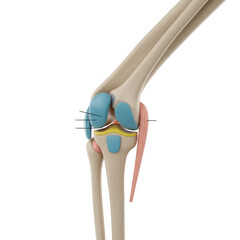 Illustration of a human knee joint
