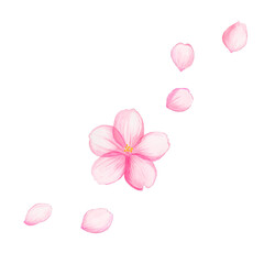 水彩 桜の花 正面 / Watercolor Cherry Blossom Flower Front View