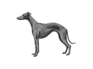 Stunning greyhound illustration in elegant detailed line art style