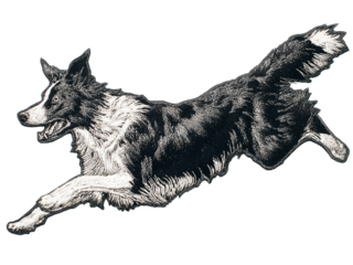 Dynamic border collie dog running with energetic movement and focus