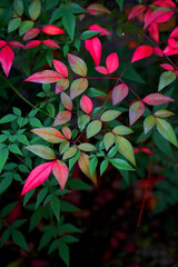 紅葉した南天の葉