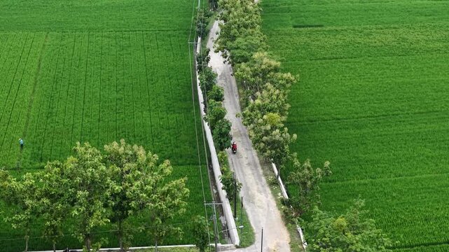 Aerial footage shows a driver passing through a stretch of rice fields. A beautiful and serene view.