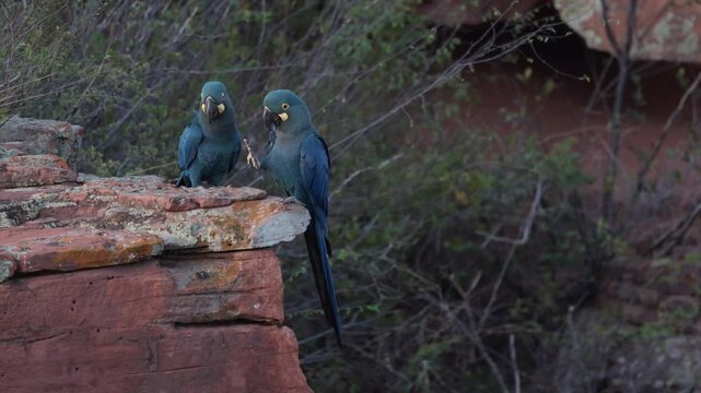 Slow Motion flying Endangered Lears Indigo Macaw parrot bird nesting cliff in Caatinga- from original 8K