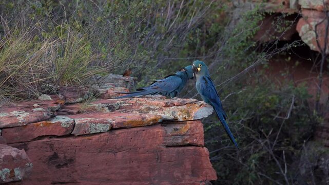 Slow Motion flying Endangered Lears Indigo Macaw parrot bird nesting cliff in Caatinga2
