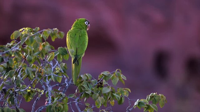 Close up- Blue-crowned Parakeet parrot bird perched background red sandstone cliff, brazil- from original 8K video