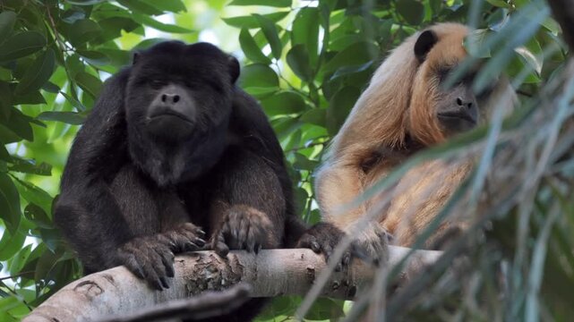 Scratching male and female Black howler monkey in tropical jungle rainforest sitting on branch