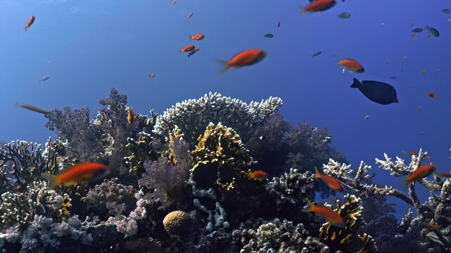 Healthy reef environment with a high concentration of marine life. A school of orange Lyretail Anthias &mdash;the most iconic and abundant species in the Red Sea&mdash;swarms above the reef.