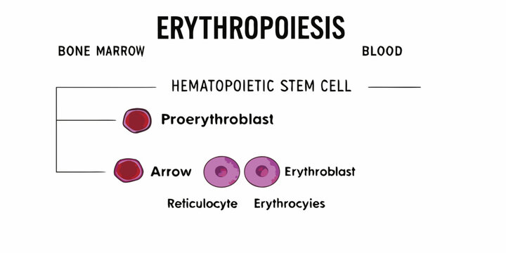 Erythropoiesis A simplified diagram illustrating red blood cell development from stem cells