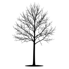 Obraz premium Bare tree silhouette, tall trunk, numerous branching twigs, no leaves, stark black on white, centered composition