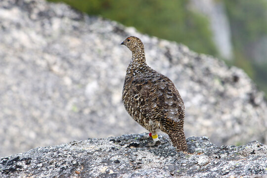 岩で休む夏毛の雷鳥_甲斐駒ヶ岳