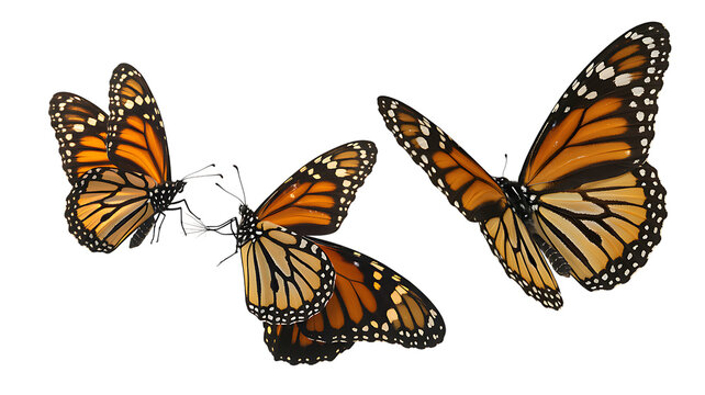 Three monarch butterflies displayed against a solid black background showcasing intricate wing patterns