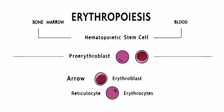 Erythropoiesis A visual depiction of red blood cell development from bone marrow