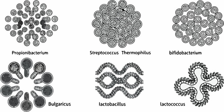 Microscopic view of various bacterial cell arrangements and morphologies