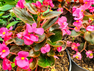 The beautiful pink Begonia semperflorens in a park. Selective focus. 