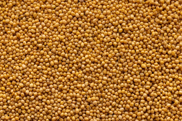 Fototapeta premium Mustard seed background. Close-up, studio shot.