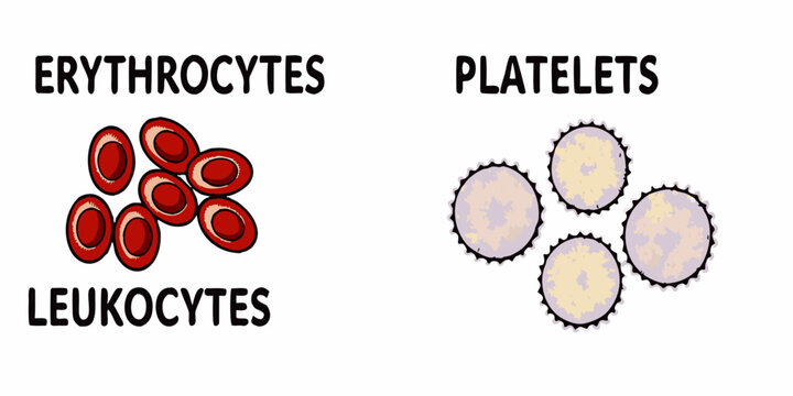 Illustration depicting erythrocytes platelets and leukocytes blood components under magnification