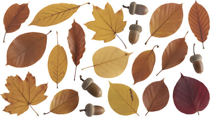 Autumn foliage composition vibrant leaves and acorns on a dark contrasting background