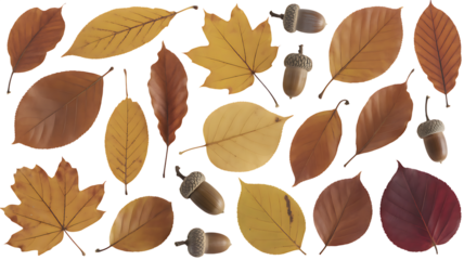 Autumn foliage composition vibrant leaves and acorns on a dark contrasting background