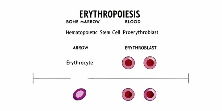 Erythropoiesis A visual guide to the development of red blood cells