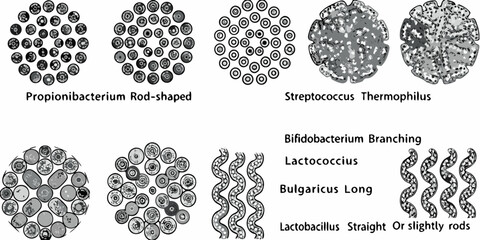Microscopic views of different bacterial shapes and arrangements illustrated diagrammatically