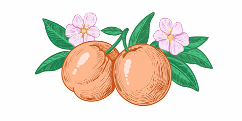 Illustration of fresh apricots with delicate pink blossoms and green leaves