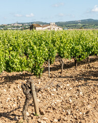 Vineyard landscape with green vines, dry soil, and rustic farmhouse under a clear sky. Green vineyard rows with an old rustic house and rolling hills in the background under a sunny blue sky.