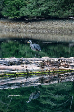Great Blue Heron perched on a log with a water reflection in Haida Gwaii, British Columbia. September 2025.
