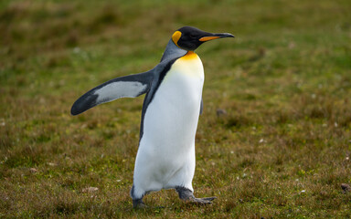 Fototapeta premium King Penguin Alone Walking on Grass. Arms Open Looking Right. Falkland Islands Volunteer Point Colony. Antarctica Travel Excursion Wildlife