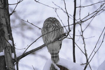 枝に止まるエゾフクロウ