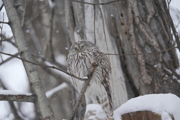 雪の中で寝るエゾフクロウ