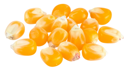 scattered of yellow corn seeds isolated on white background