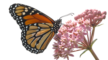 A monarch butterfly rests delicately on a cluster of vibrant pink milkweed blossoms