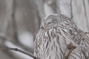 雪の中で寝るエゾフクロウ