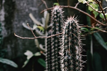 Obraz premium Close-Up of Spiky Cacti in a Shady Garden