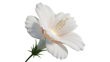 Single white hibiscus inspired flower time lapse growth, elegant petal waves 3d rendering botanical animation. Spa, cosmetic or natural design concepts
