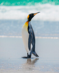 Fototapeta premium Close Up of a King Penguin Standing on Beach Looking Right Cute. Falkland Islands Volunteer Point Colony. Antarctica Travel Vertical Orientation