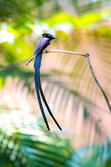 Black Paradise-flycatcher on a branch